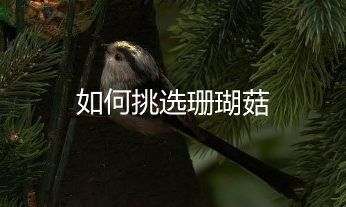 如何挑选珊瑚菇